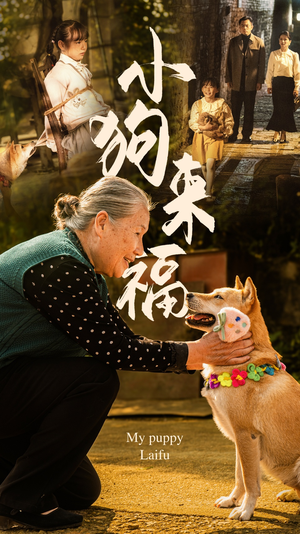 小狗来福（30集）热门短剧看不停