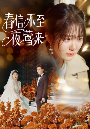春信不至夜莺来（50集）最后的大结局